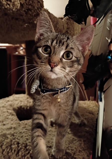 Tatum, Adoptable, Kitten Male Tiger.