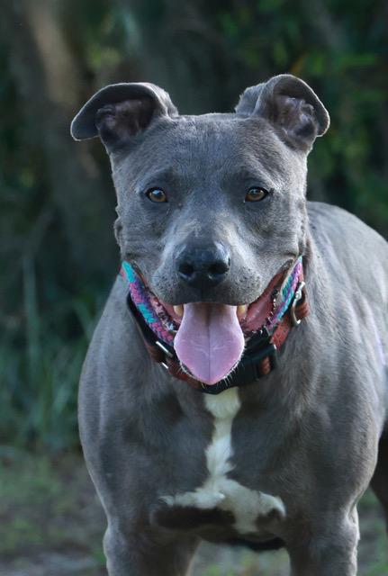 Axel, a Adoptable Mixed Breed in Eglin AFB, FL image 1/4
