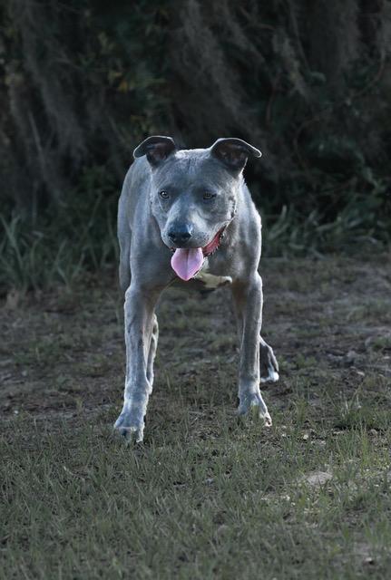 Axel, a Adoptable Mixed Breed in Eglin AFB, FL image 3/4