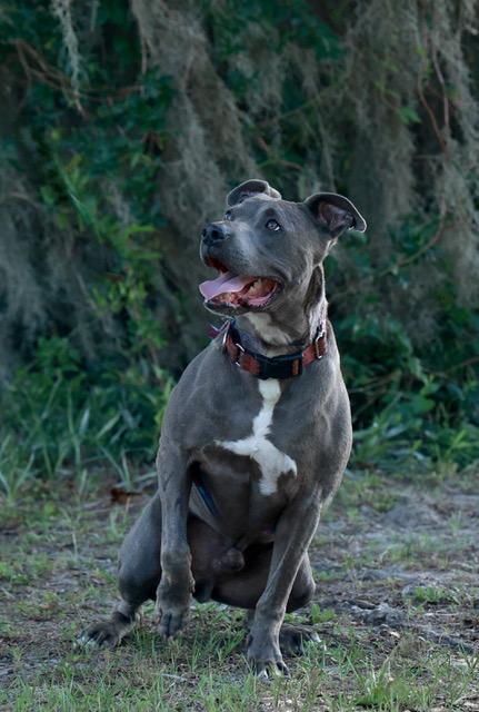 Axel, a Adoptable Mixed Breed in Eglin AFB, FL image 2/4