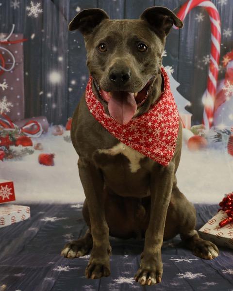 Axel, Adoptable, Adult Male Mixed Breed.