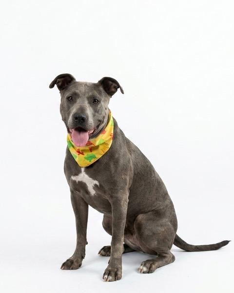 Axel, Adoptable, Adult Male Mixed Breed.