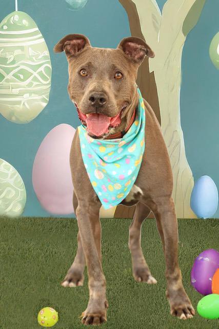 Axel, Adoptable, Adult Male Mixed Breed.