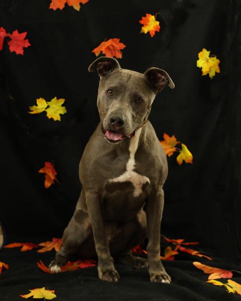 Axel, a Adoptable Mixed Breed in Eglin AFB, FL image 3/3