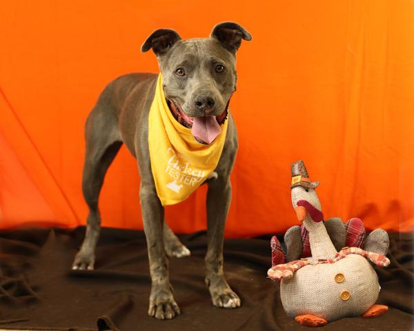 Axel, a Adoptable Mixed Breed in Eglin AFB, FL image 2/3