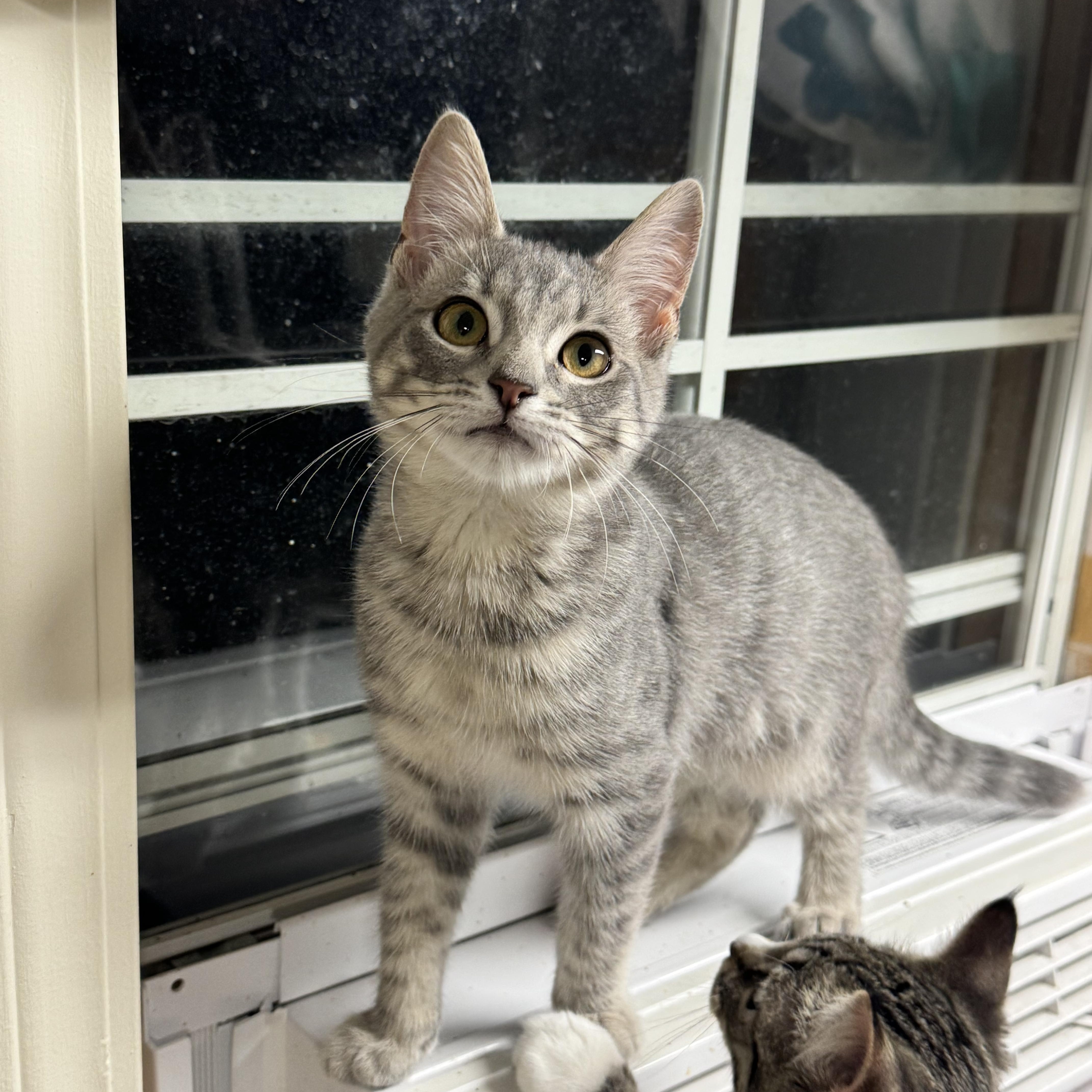 Grimm, Adoptable, Kitten Male Domestic Short Hair.