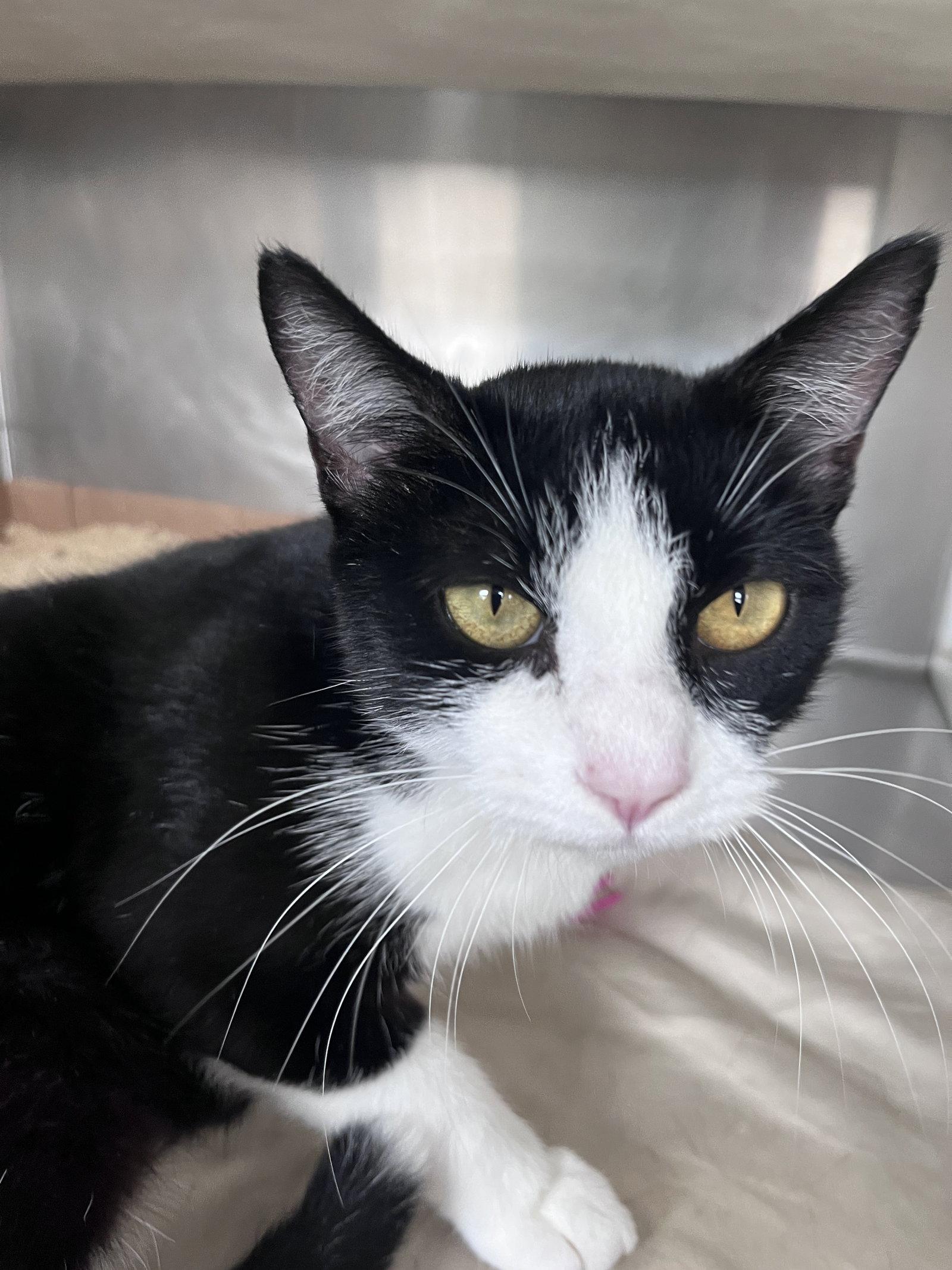 Enlarge Daytona, a Adoptable mixed breed in Carrollton, GA image 3/3