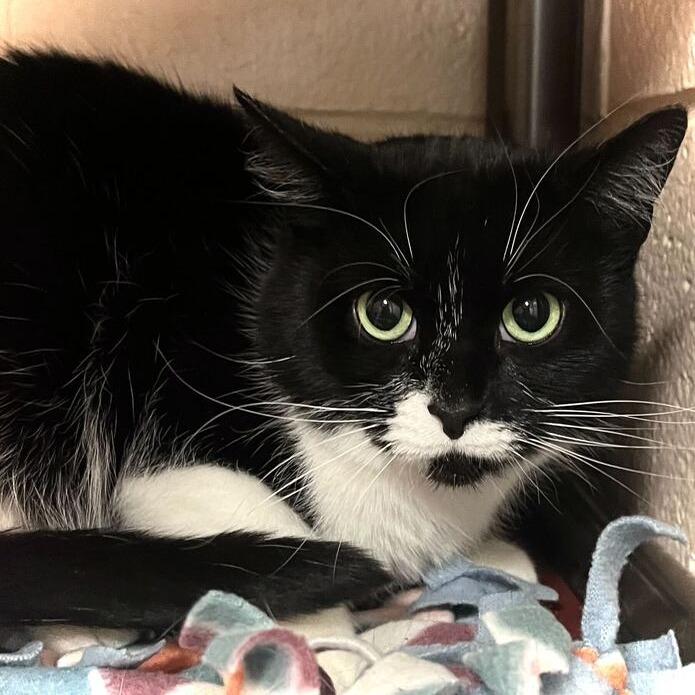 Minnie, Adoptable, Adult Female Domestic Short Hair.