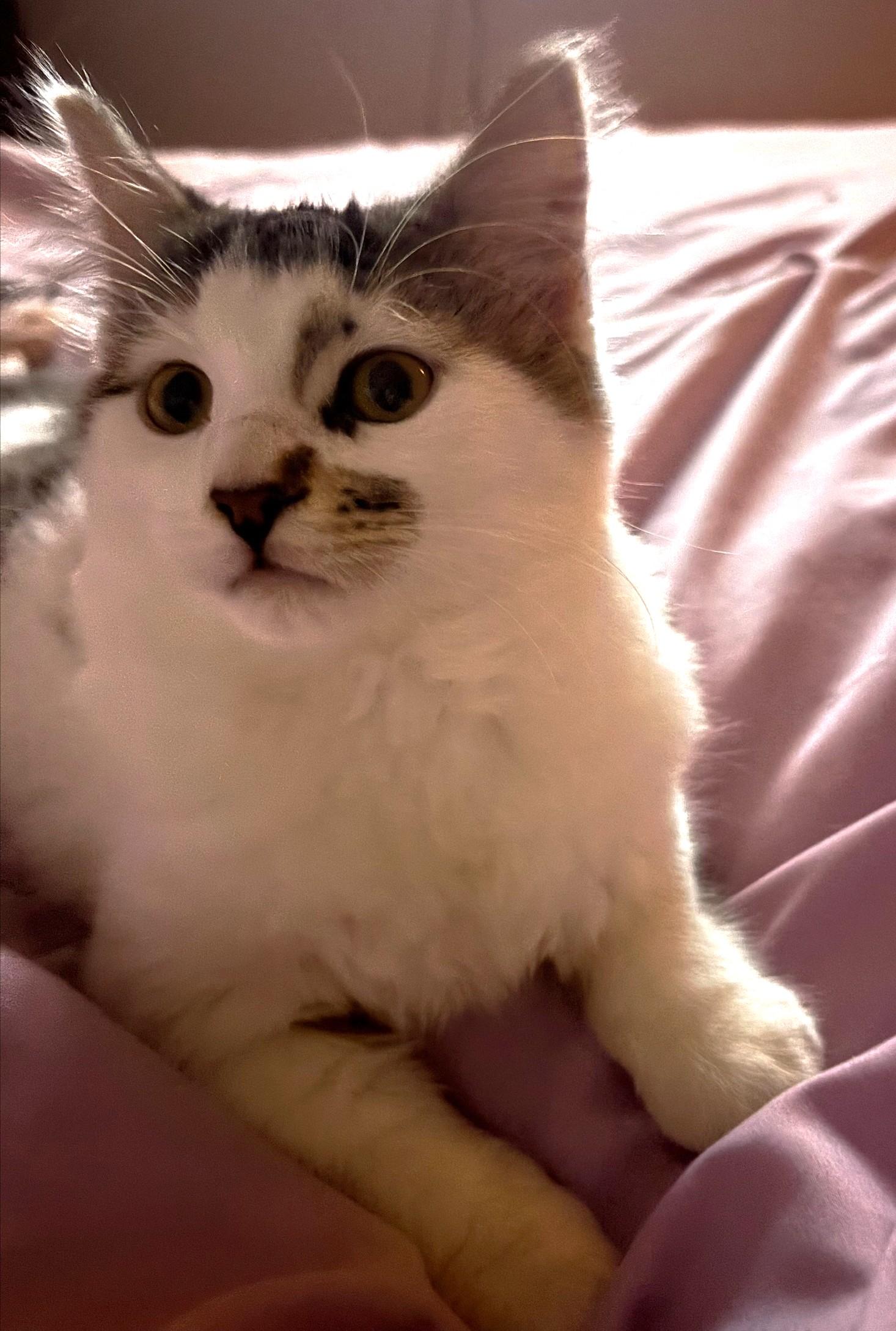 Enlarge Dot, a ADOPTABLE Tabby in Stoney Creek, ON image 2/3