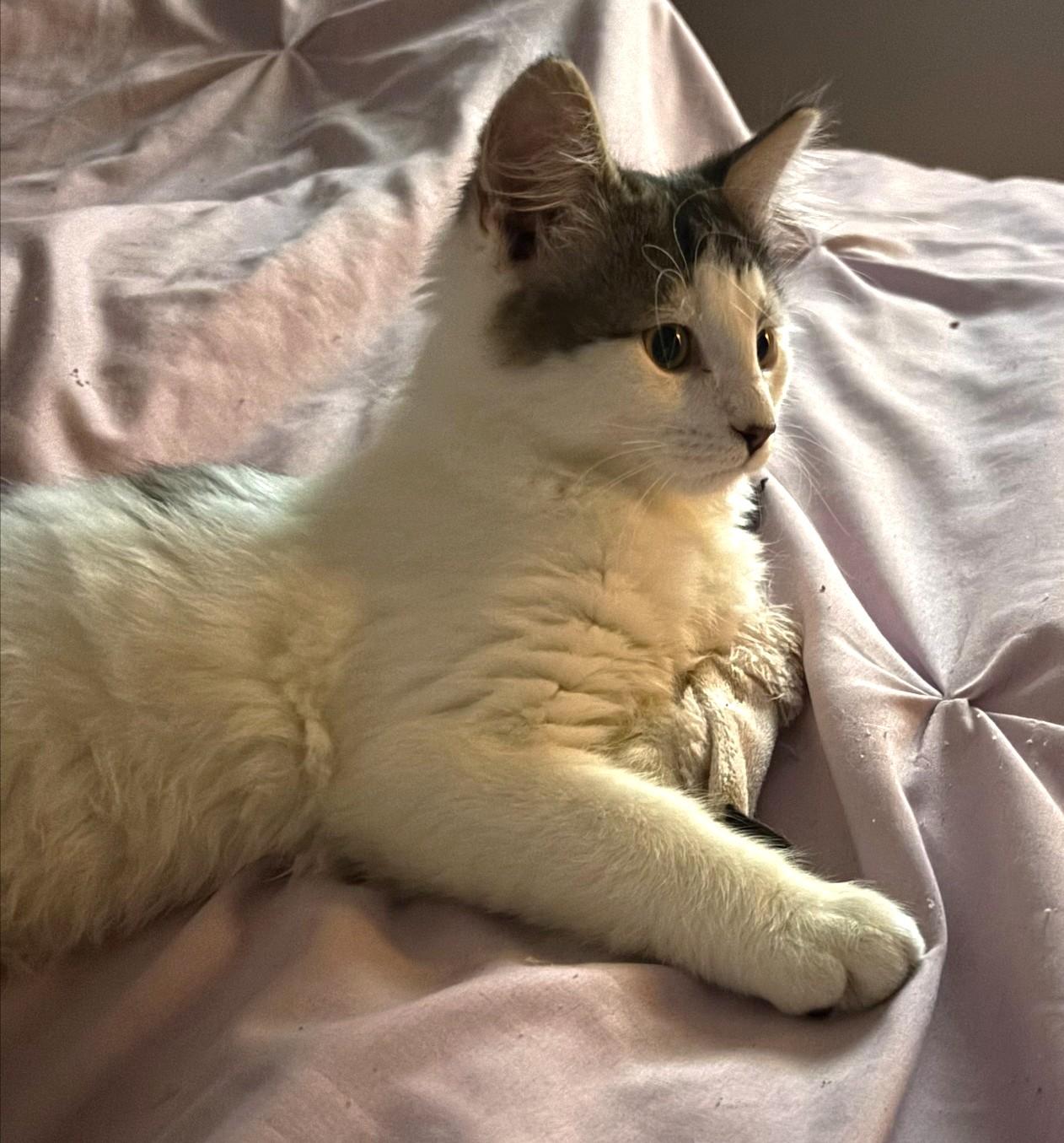 Enlarge Dot, a ADOPTABLE Tabby in Stoney Creek, ON image 3/3