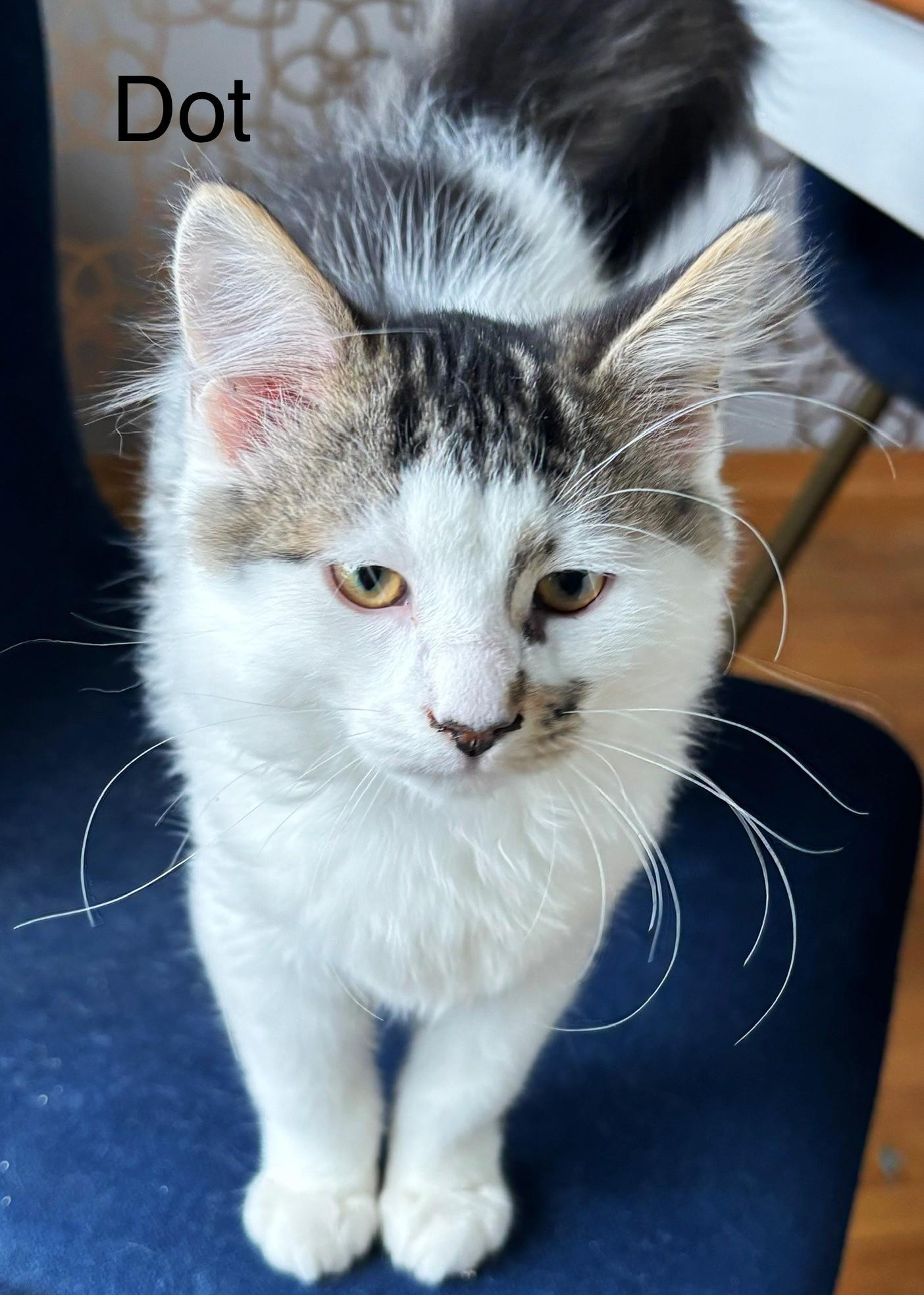 Enlarge Dot, a ADOPTABLE Tabby in Stoney Creek, ON image 1/3