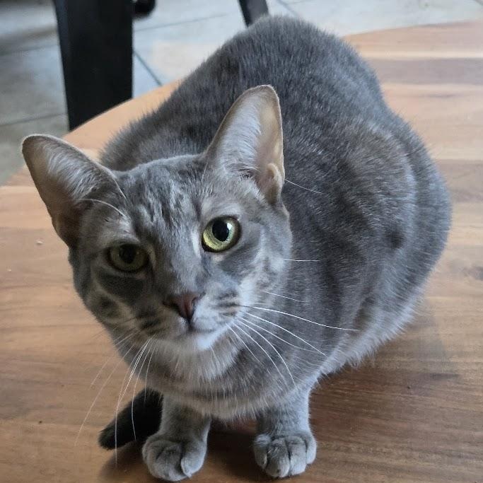 Twill, Adoptable, Young Female Domestic Short Hair.