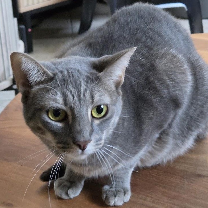 Enlarge Twill, a Adoptable Domestic Short Hair in Chicago, IL image 2/3