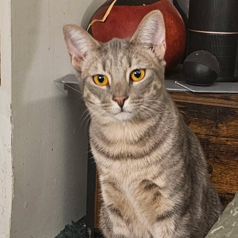 Twill, a Adoptable Domestic Short Hair in Chicago, IL image 1/2