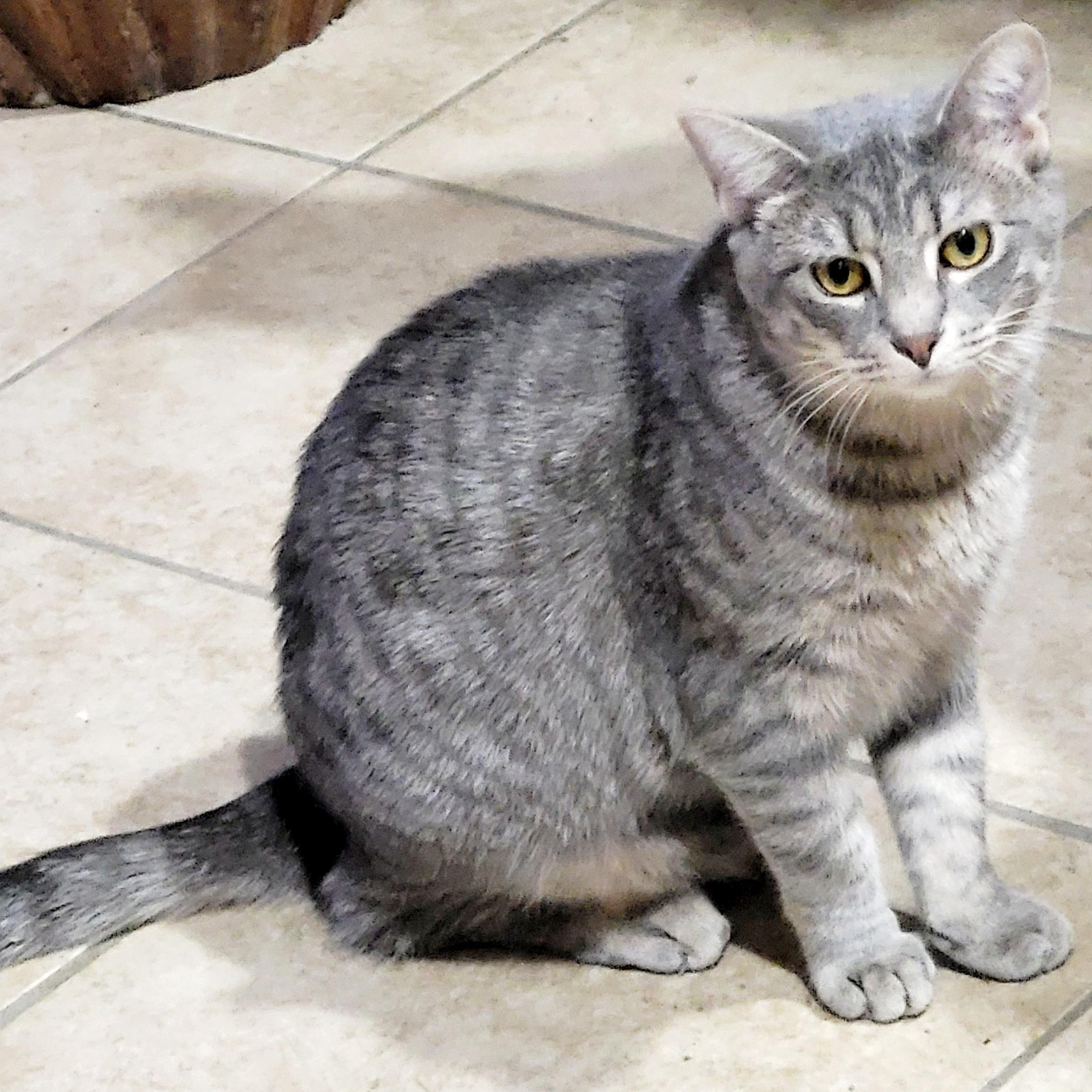 Enlarge Twill, a Adoptable Domestic Short Hair in Chicago, IL image 3/3