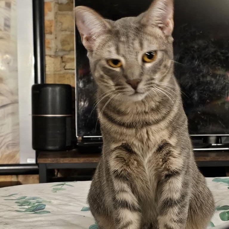 Twill, a Adoptable Domestic Short Hair in Chicago, IL image 2/2