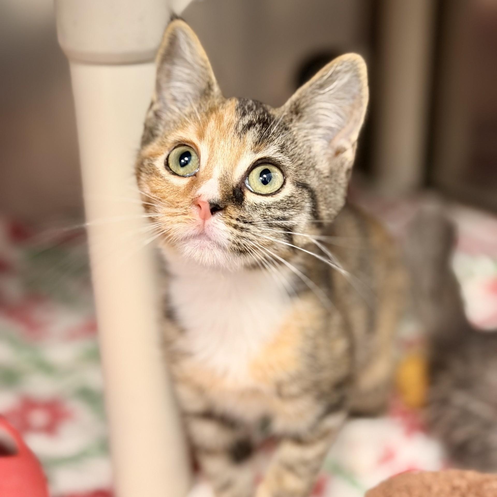 Trixie, adopted, Kitten Female Domestic Short Hair.