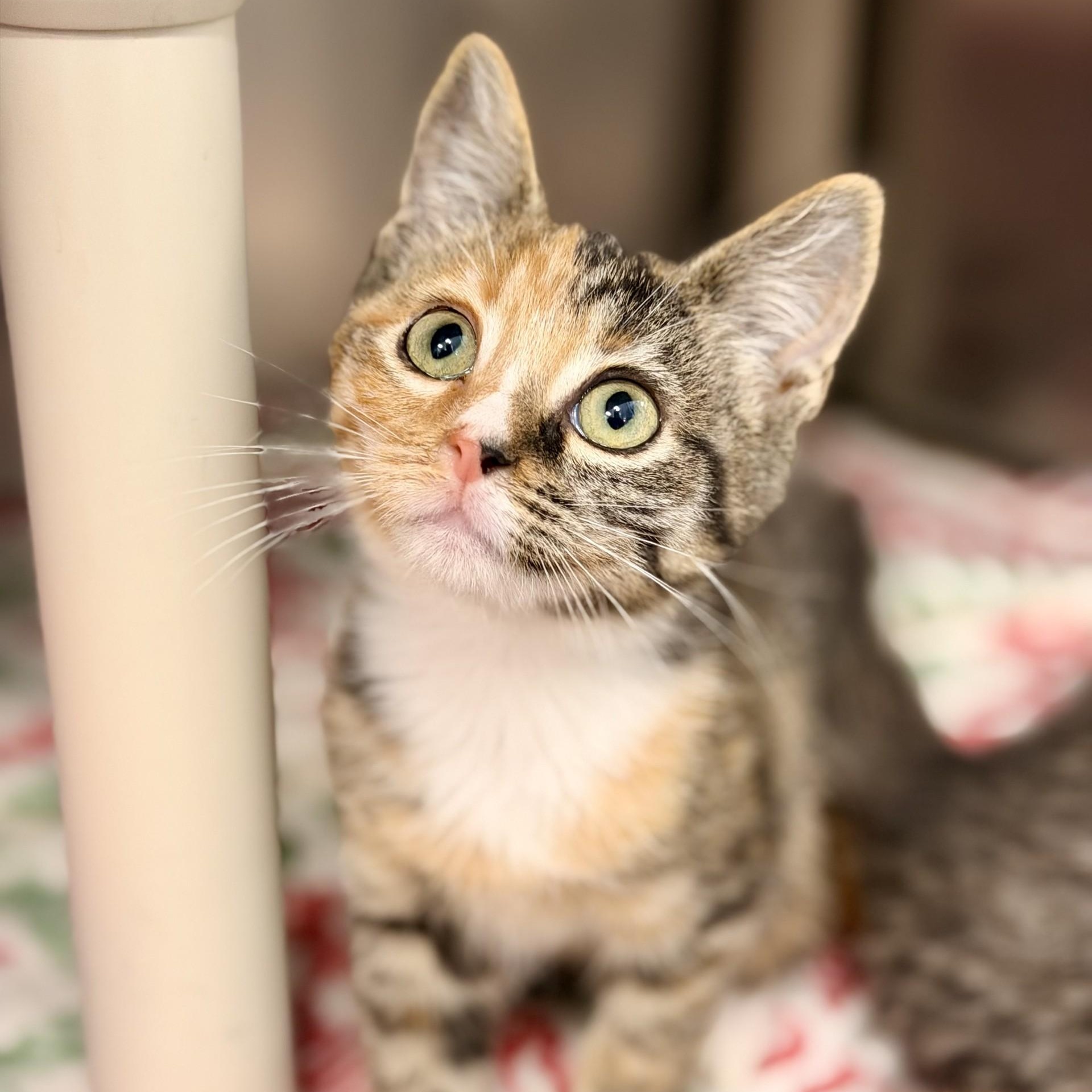 Enlarge Trixie, an adopted Domestic Short Hair in Manahawkin, NJ image 2/2