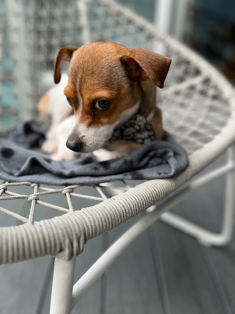 Enlarge Patch, a Adopted mixed breed in Coquitlam, BC image 2/10