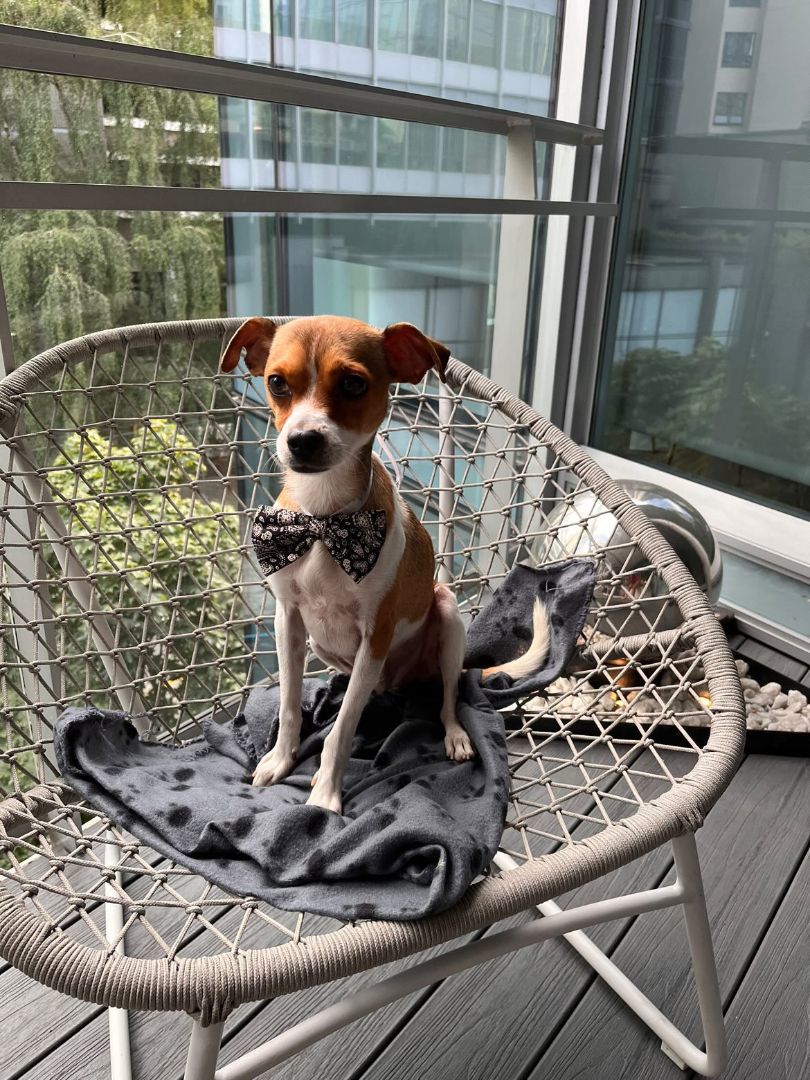 Enlarge Patch, a Adopted mixed breed in Coquitlam, BC image 3/10