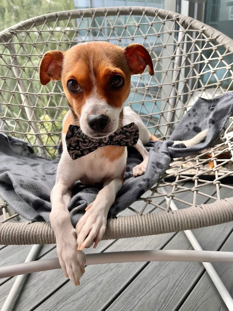 Enlarge Patch, a Adopted mixed breed in Coquitlam, BC image 5/10