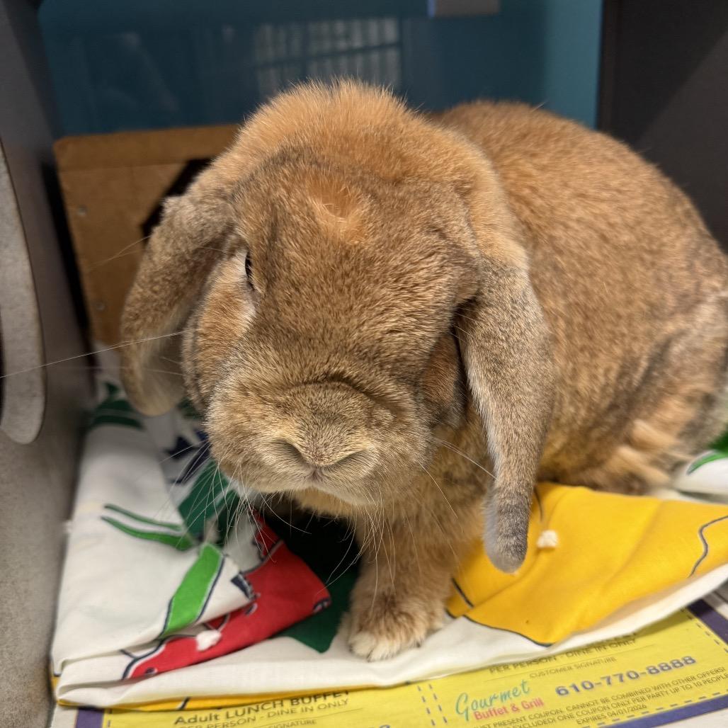 Enlarge Basil, a Adoptable Mini Lop in Quakertown, PA image 1/1