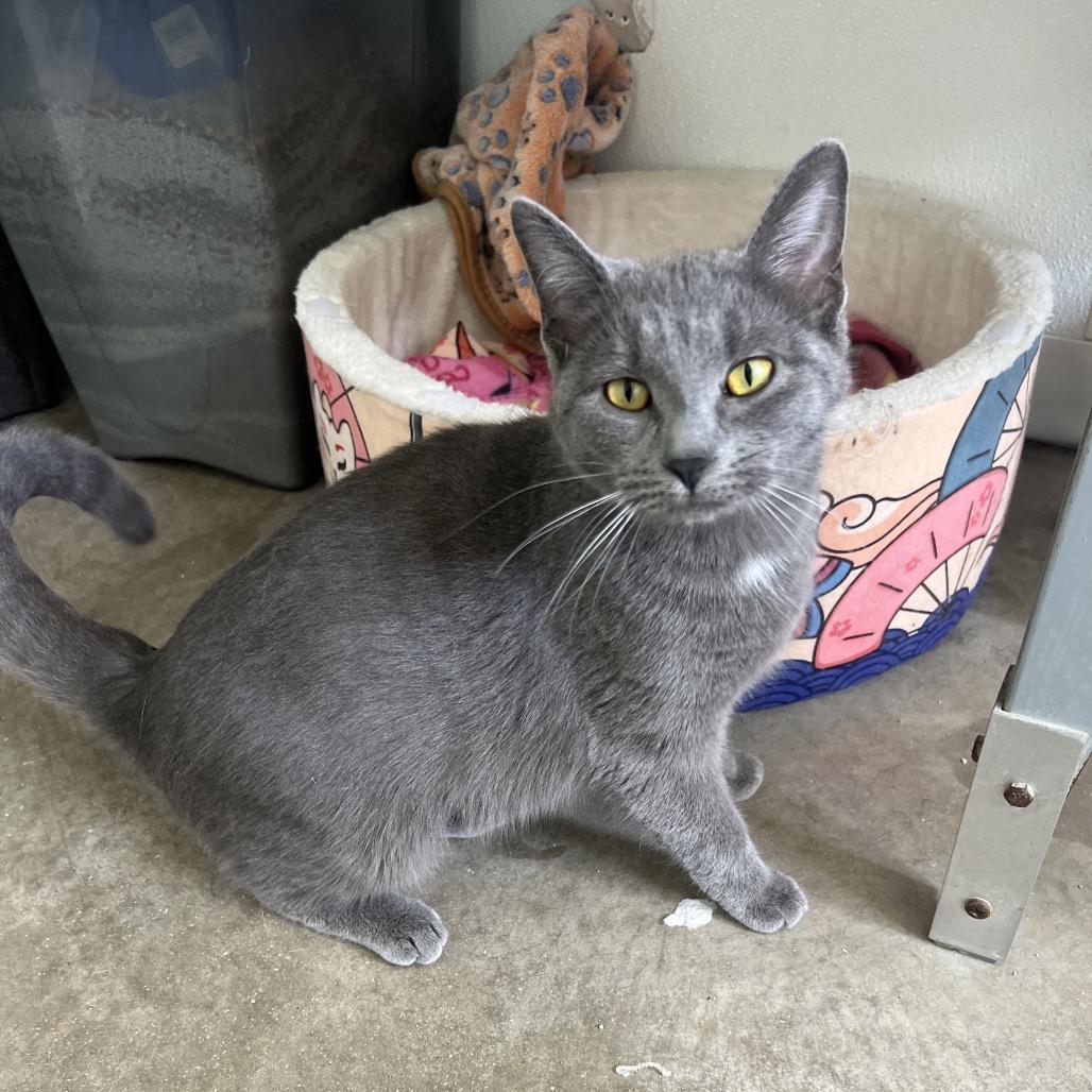 Enlarge Sophia, a Adoptable Domestic Short Hair in Rock Falls, IL image 1/1