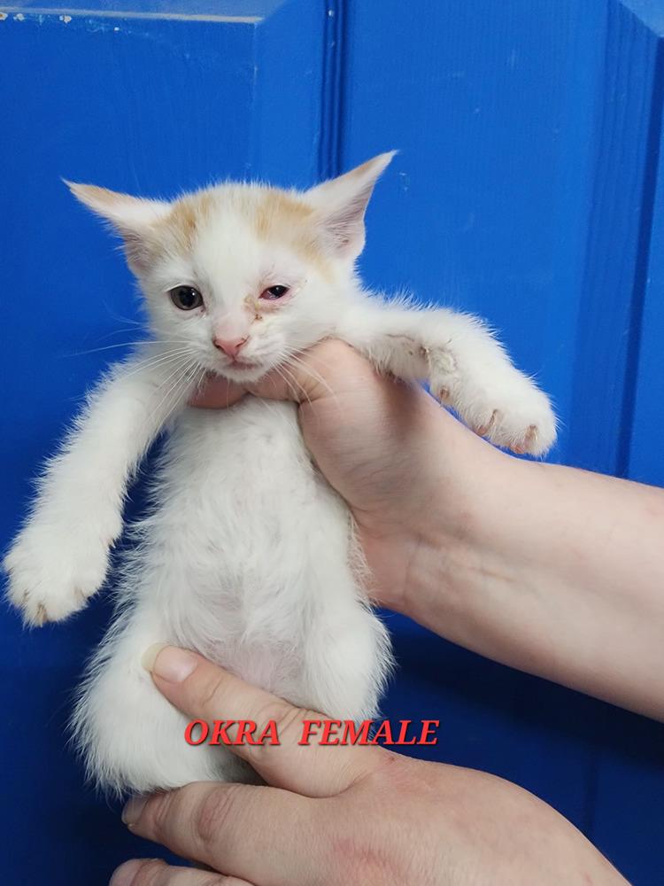 Enlarge Okra, a Adopted Domestic Short Hair in Evansville, IN image 1/2