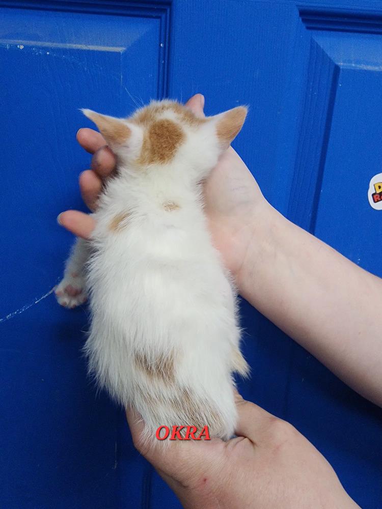 Enlarge Okra, a Adopted Domestic Short Hair in Evansville, IN image 2/2