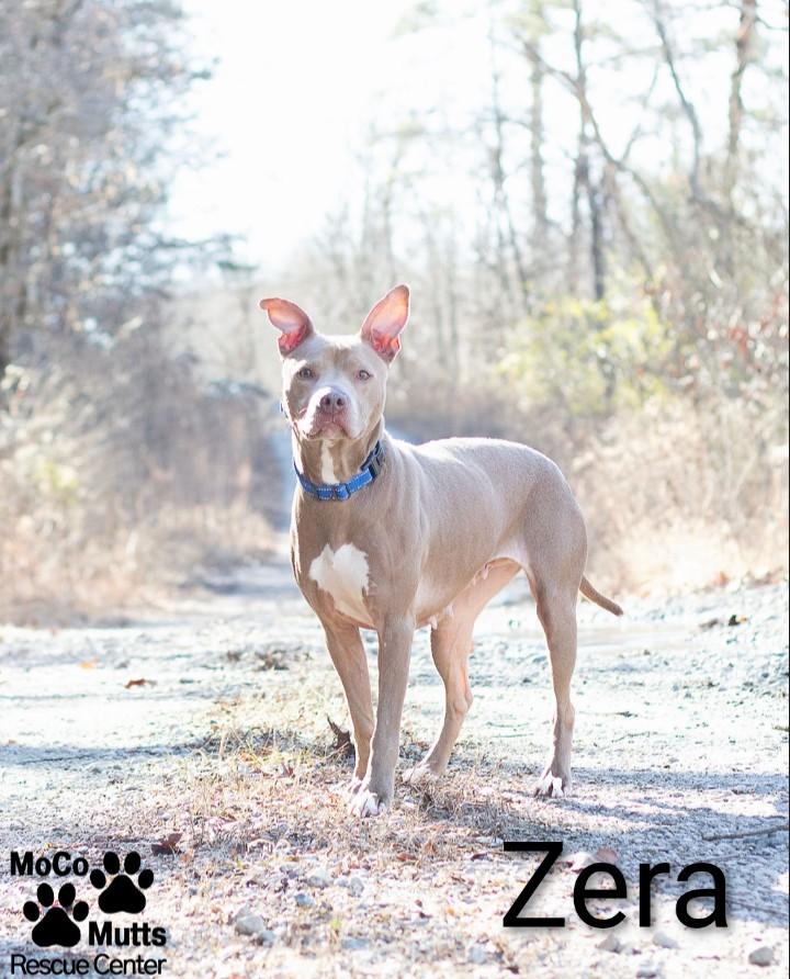 Enlarge Zera, a ADOPTABLE mixed breed in Sunbright, TN image 2/2