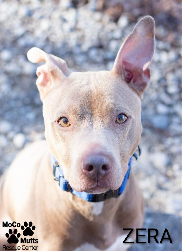 Enlarge Zera, a ADOPTABLE mixed breed in Sunbright, TN image 1/2