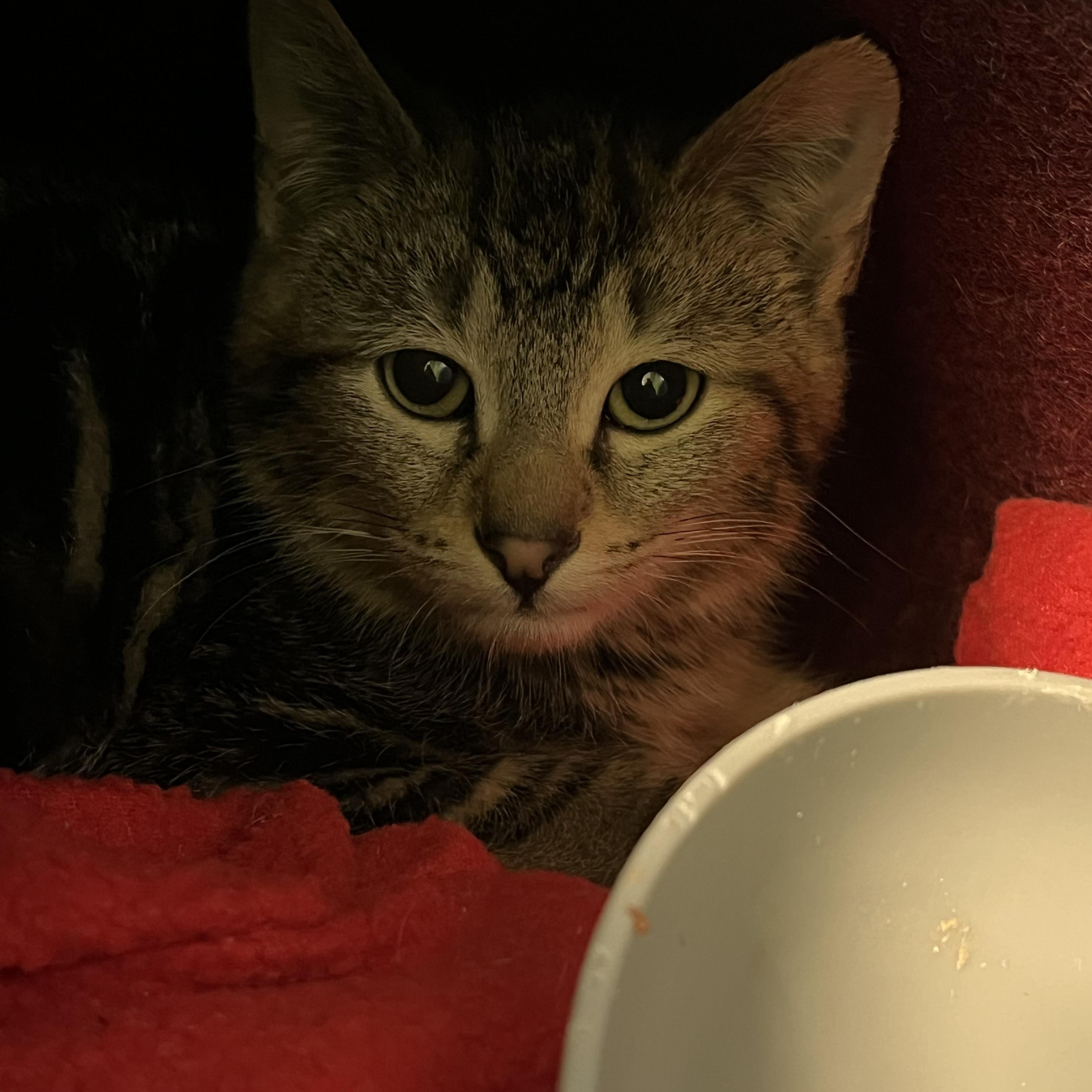 Enlarge Nebula, a ADOPTABLE Domestic Short Hair in Worcester, MA image 1/1