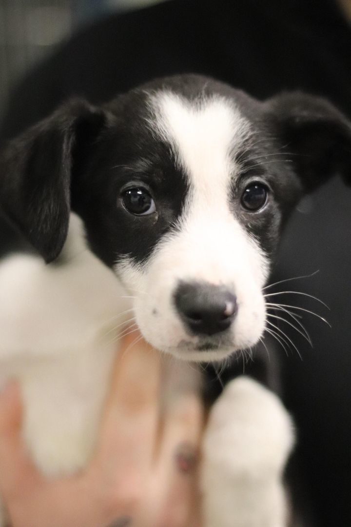 Enlarge Sycamore, a Adoptable mixed breed in Toledo, OH image 4/4