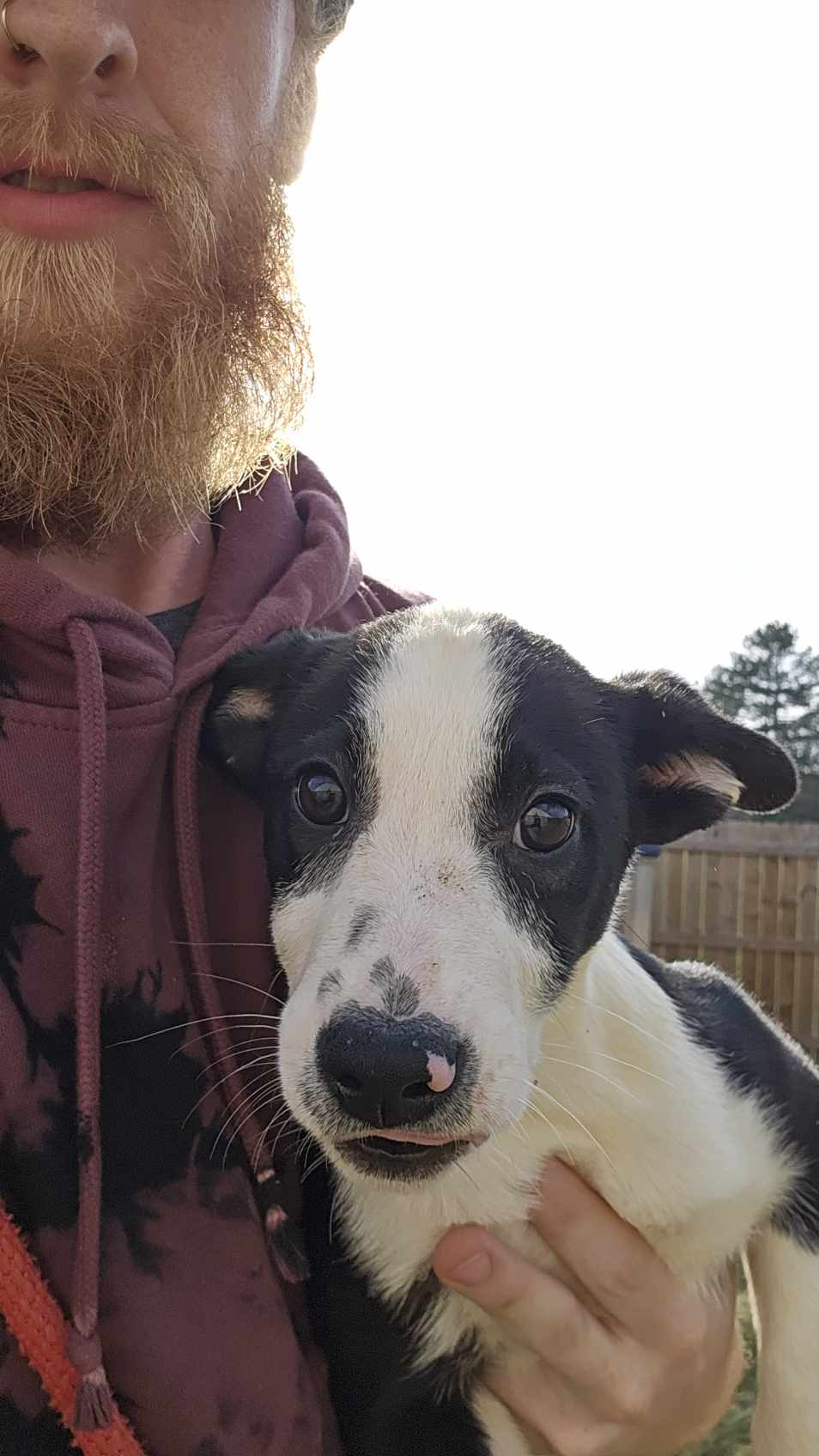 Enlarge Sycamore, a Adoptable mixed breed in Toledo, OH image 3/4