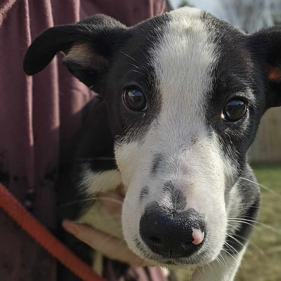 Enlarge Sycamore, a Adoptable mixed breed in Toledo, OH image 1/4