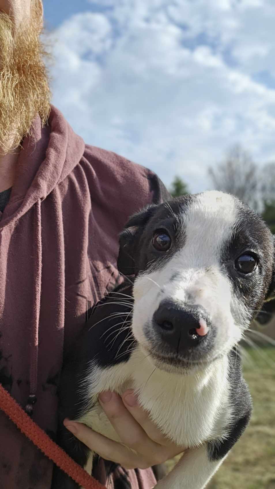 Enlarge Sycamore, a Adoptable mixed breed in Toledo, OH image 2/4