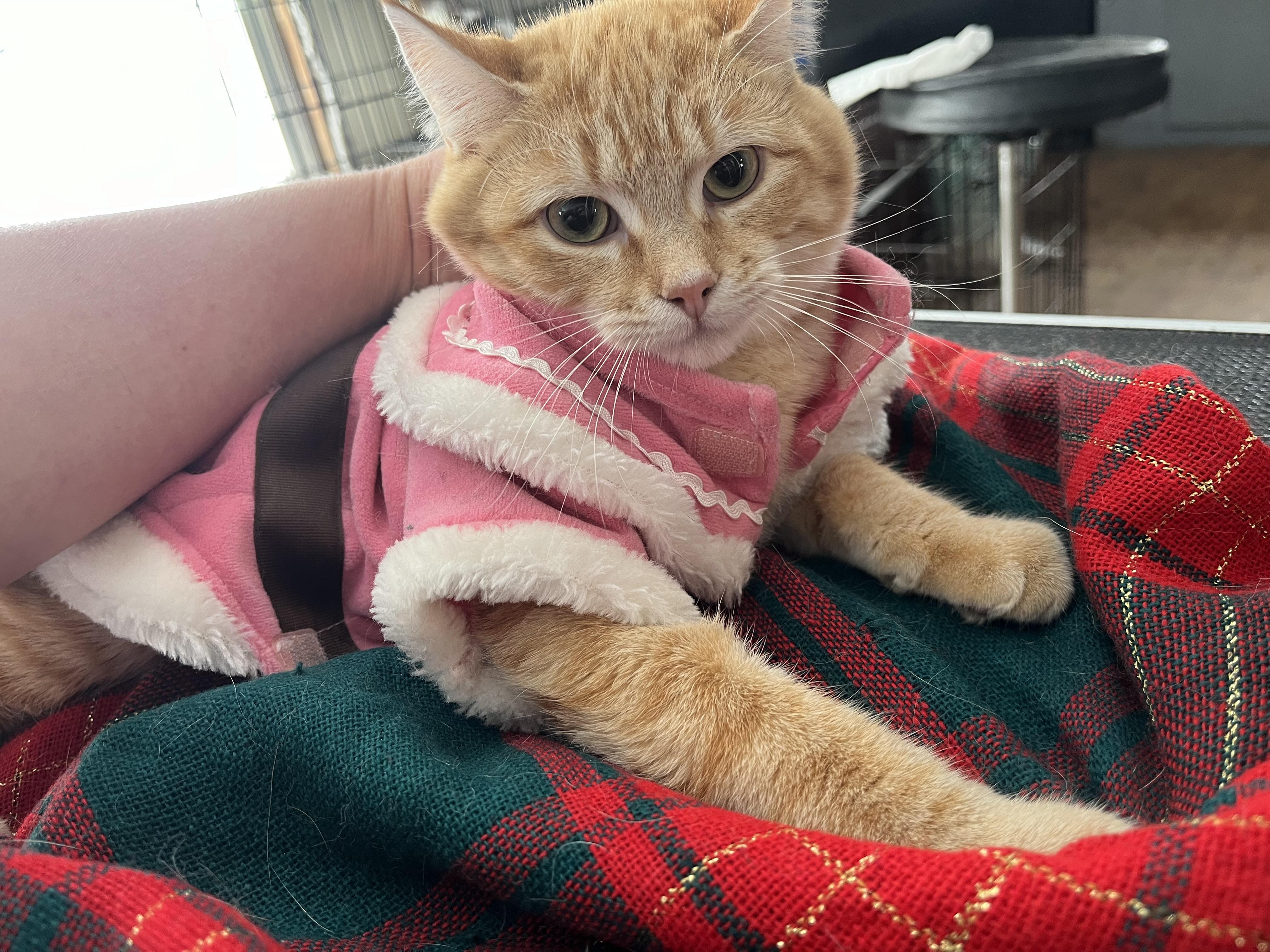 Leona , ADOPTABLE, Kitten Female Domestic Short Hair.