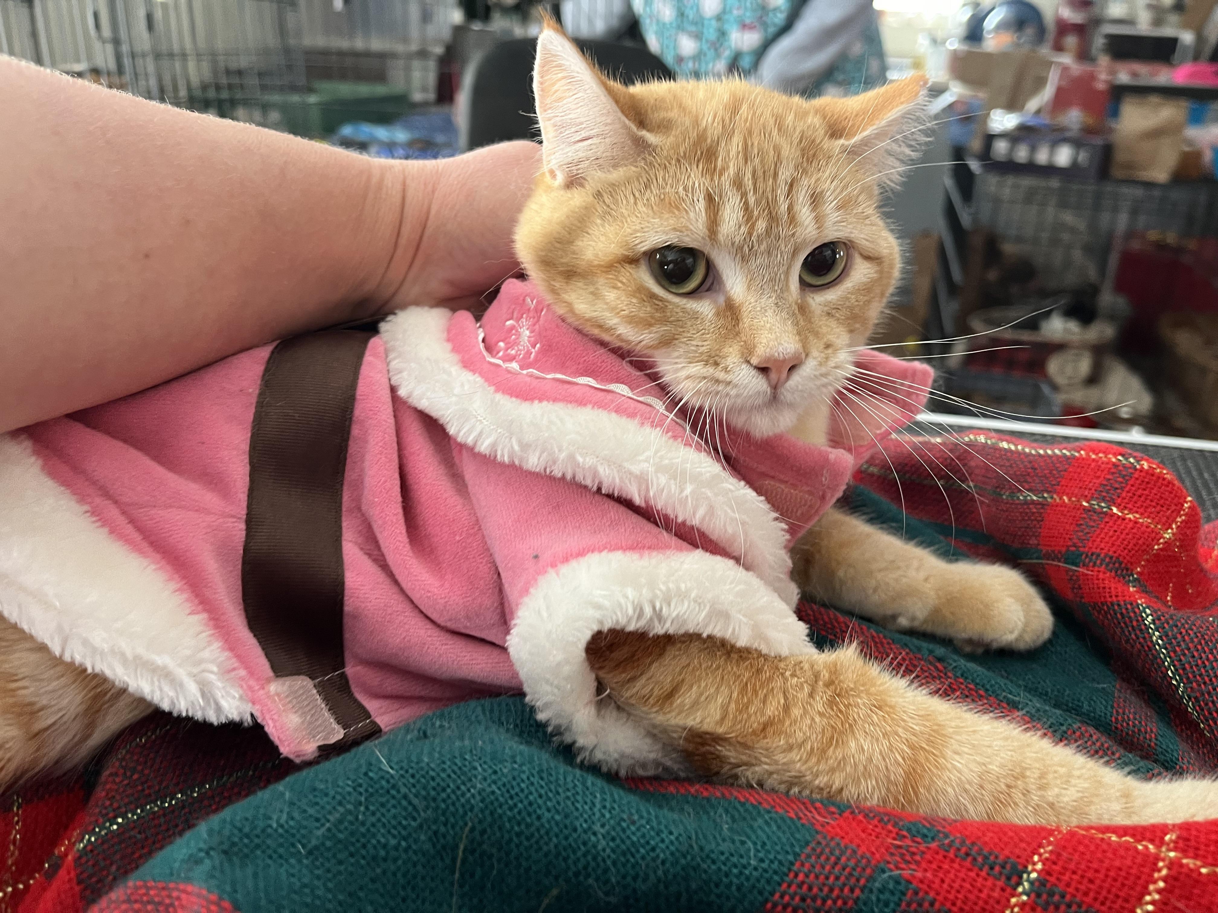 Enlarge Leona , a ADOPTABLE mixed breed in Olean , NY image 2/3