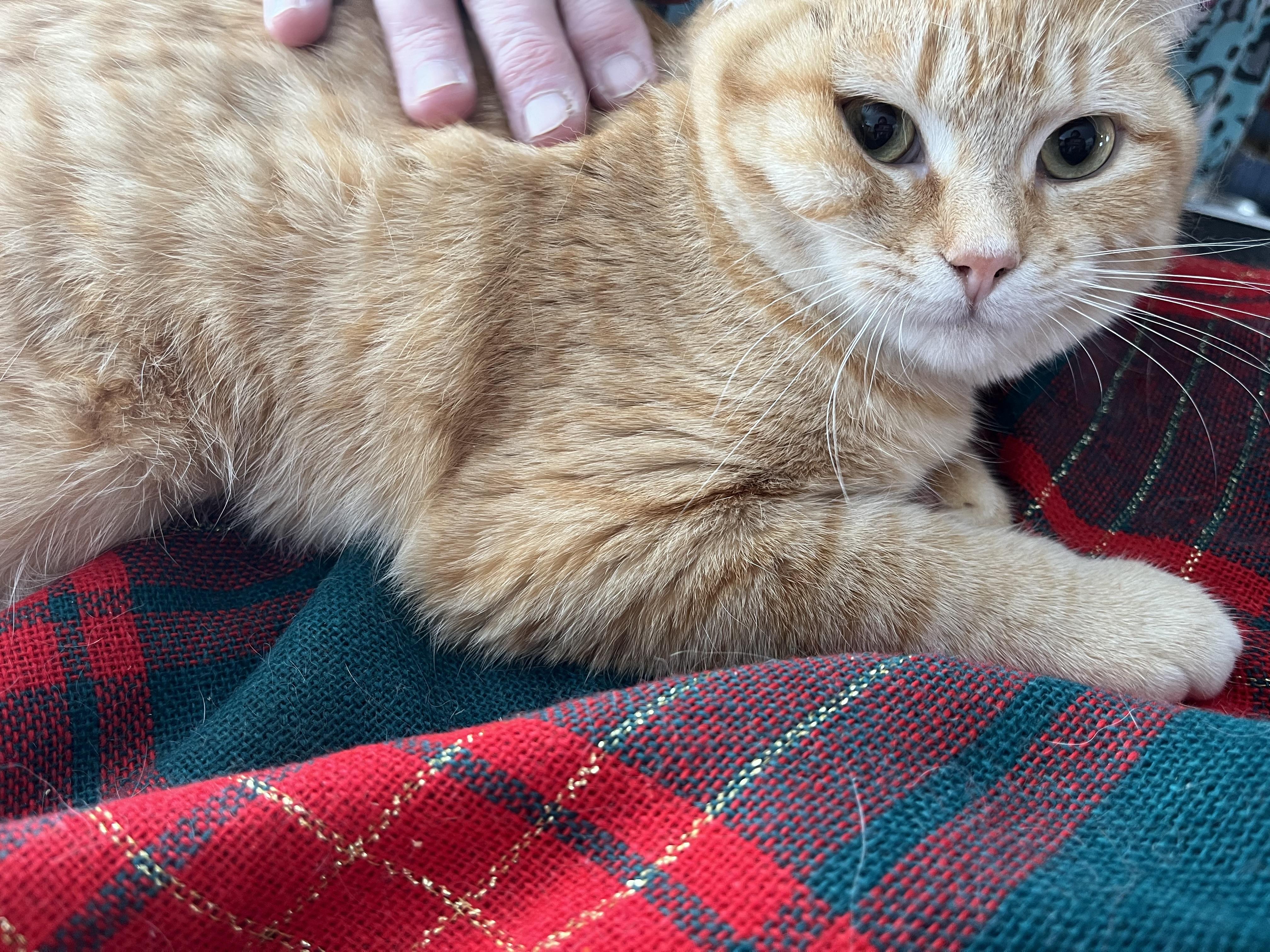 Enlarge Leona , a ADOPTABLE mixed breed in Olean , NY image 3/3