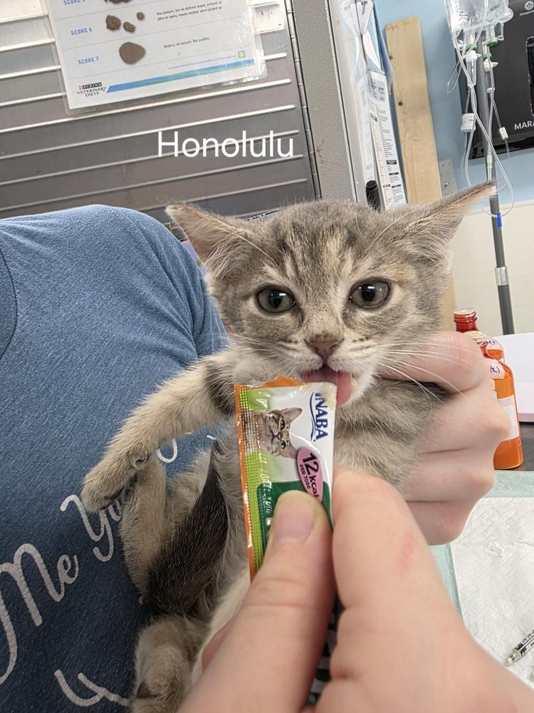 Honolulu, Adoptable, Kitten Female Domestic Short Hair.