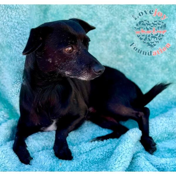 Aqua Boy, a Adoptable mixed breed in Inglewood, CA image 2/2