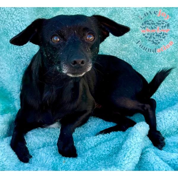 Aqua Boy, a Adoptable mixed breed in Inglewood, CA image 1/2