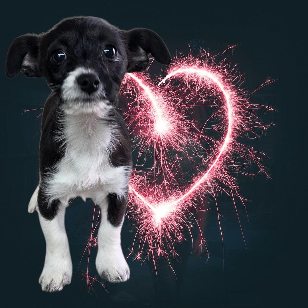 Matilda, ADOPTABLE, Puppy Female Chihuahua & Jack Russell Terrier.