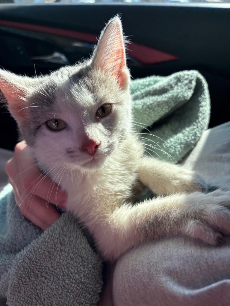 Cam, ADOPTABLE, Young Male Domestic Short Hair.