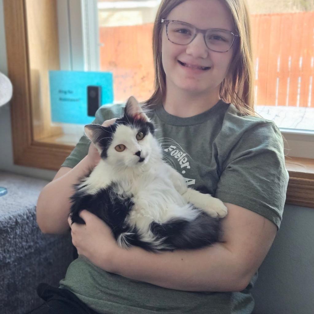 Ghostface, Adoptable, Kitten Male Domestic Short Hair.