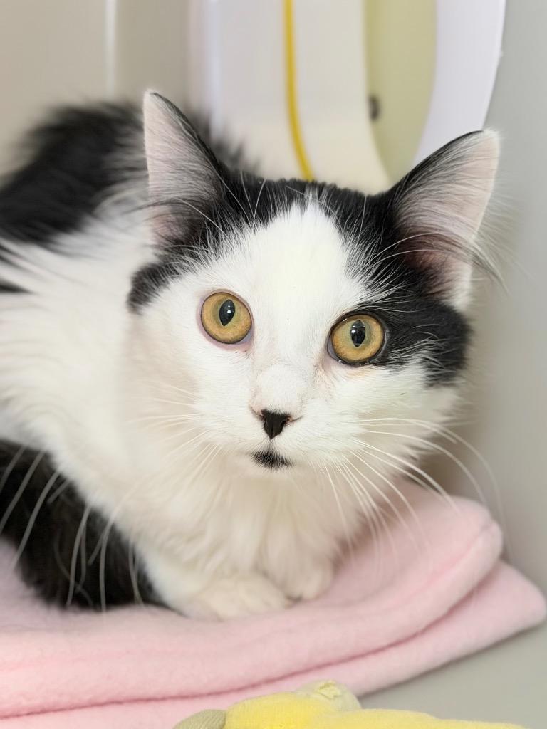 Enlarge Ghostface, a Adoptable mixed breed in Menomonie, WI image 4/4