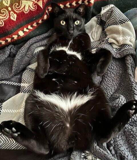 Rego, a Adoptable Domestic Short Hair in Brooklyn, NY image 1/3