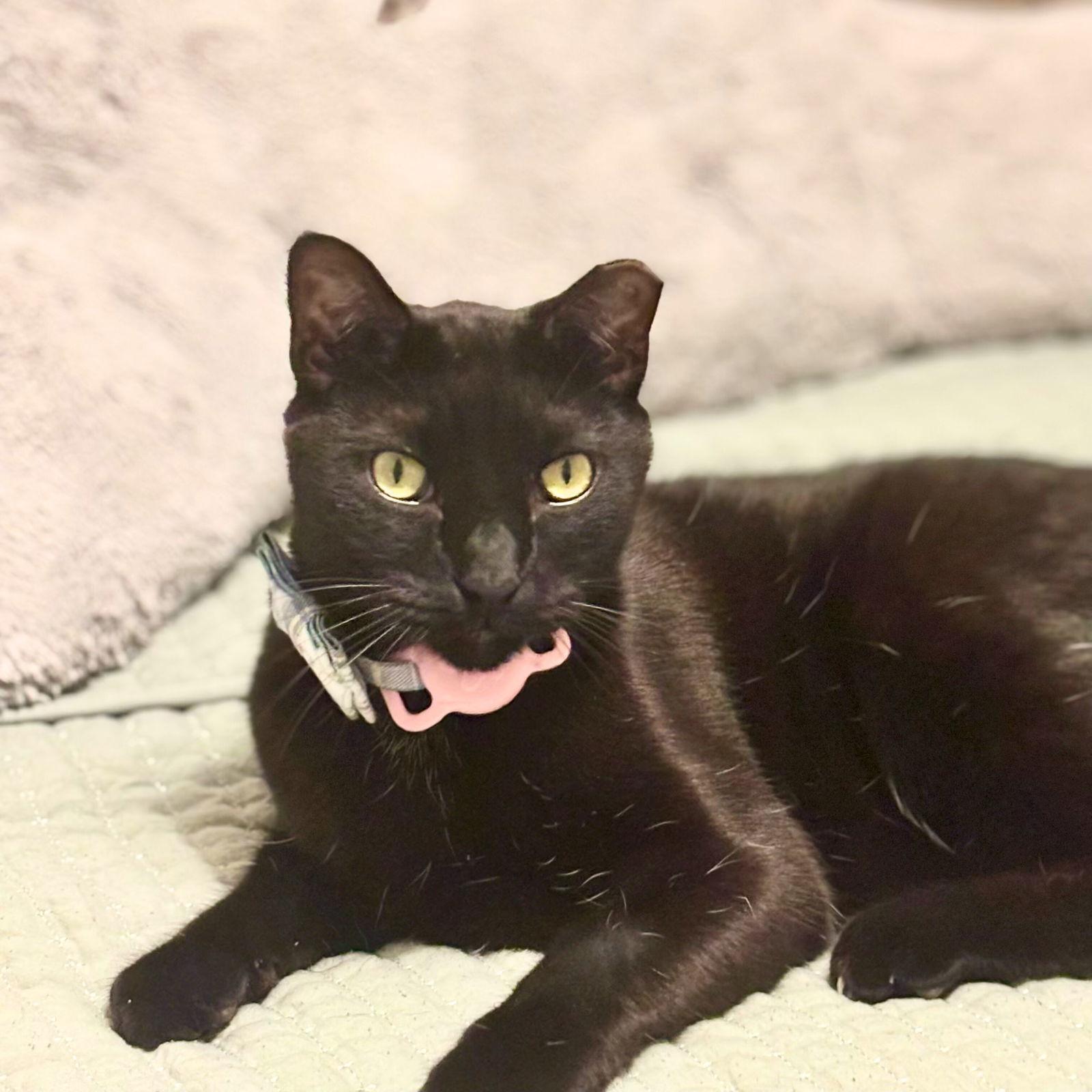 Rego, a Adoptable Domestic Short Hair in Brooklyn, NY image 2/3