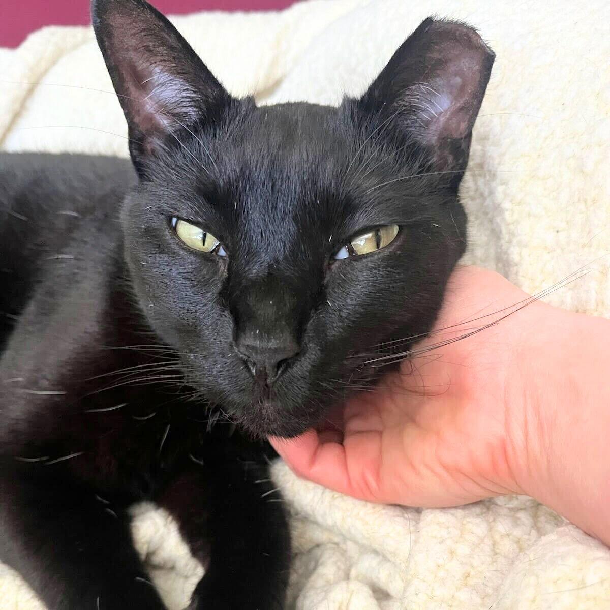 Rego, a Adoptable Domestic Short Hair in Brooklyn, NY image 3/3