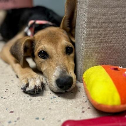 Enlarge Addy, a Adoptable Mixed Breed in Poplar Bluff, MO image 1/2